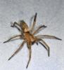 Drassodes sp.